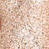 Women's Short-Sleeve All Over Sequin Gown